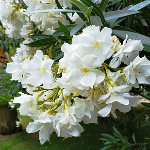 Саджанці Білого Олеандра (Nеrium White) Р9