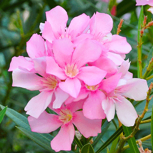 Саджанці Олеандра махрового Сплендідісіум (Nerium oleander Splendidissimum) P9