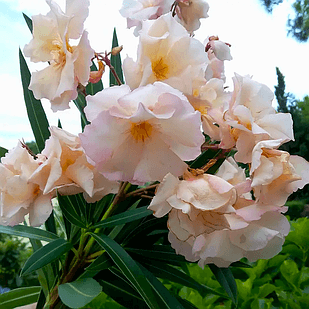Саженцы Олеандра обыкновенного с коричневой каймой (Nerium oleander) Р9 - фото 1 - id-p646592057