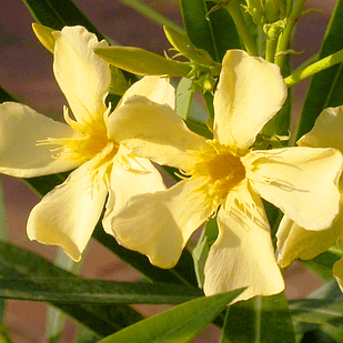 Саджанці Олеандра Жовтого (Nerium oleander Yellow) P9