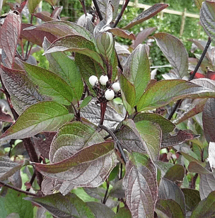 Саджанці Дерена білого Кессельринги (Cornus alba Kesselringii) Р9