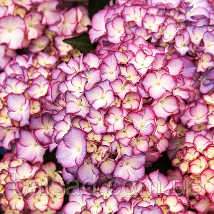 Гортензія крупнолиста Адула / Р12 / Hydrangea Adula, фото 3