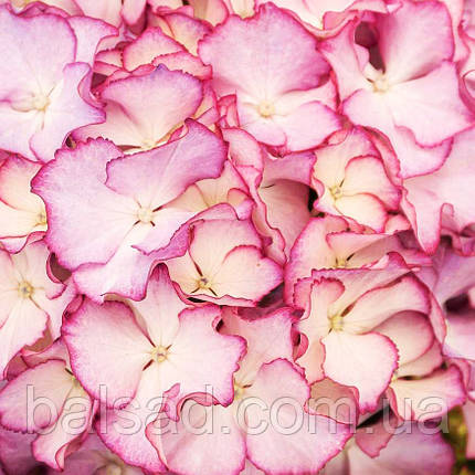 Гортензія крупнолиста Адула / Р12 / Hydrangea Adula, фото 1