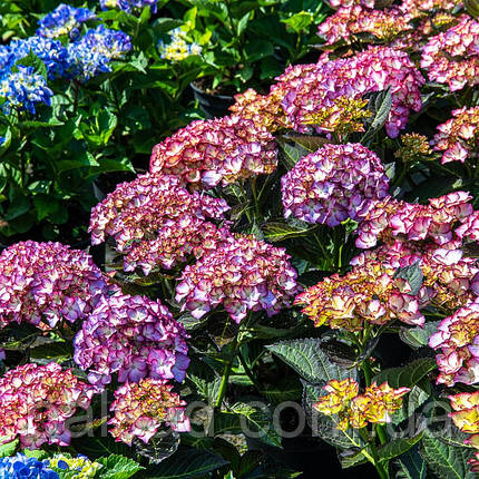 Гортензія крупнолиста Адула / Р12 / Hydrangea Adula, фото 4