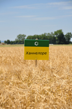 Ханнелоре насіння озимого ячменю, дворядний, Перша репродукція, Saatbau (Заатбау)