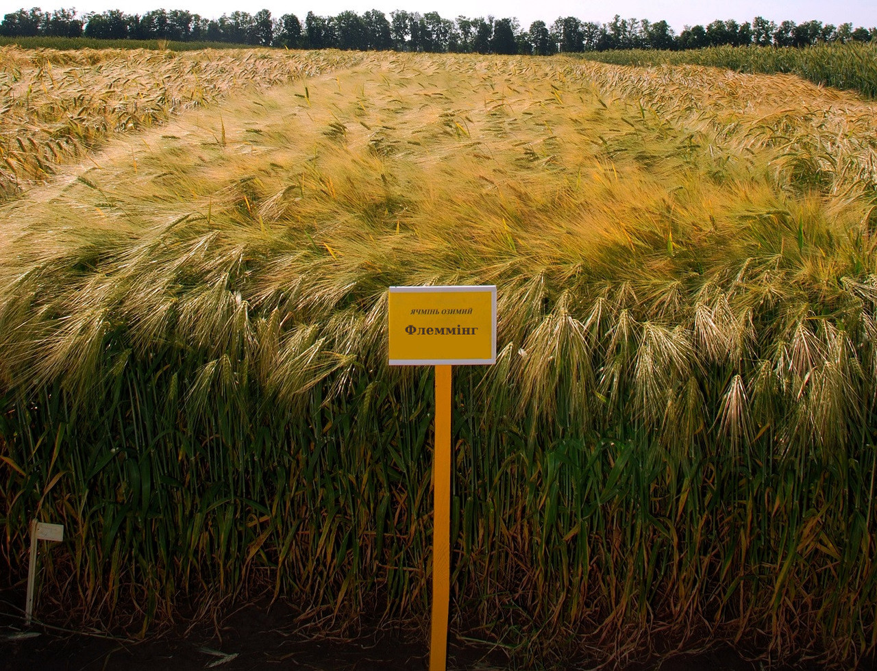 Флемінг насіння озимого ячменю, шестирядний, Перша репродукція, KWS (КВС)