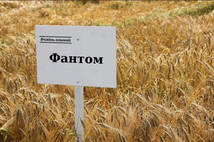 Фантом насіння озимого ячменю, шестирядний, Перша репродукція, Канада