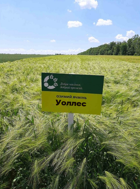 Уоллесс насіння озимого ячменю, шестирядний, Перша репродукція, KWS (КВС)