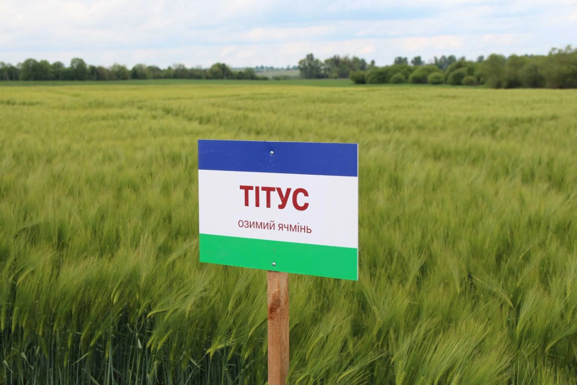 Тітус насіння озимого ячменю, шестирядний, Перша репродукція, NPZ-LEMBKE (Лембке)