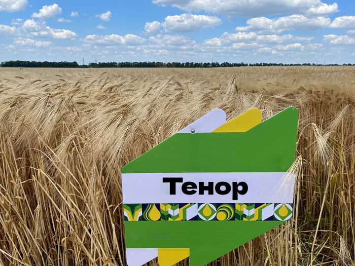 Тенор насіння озимого ячменю, шестирядний, Перша репродукція,  KWS (КВС)