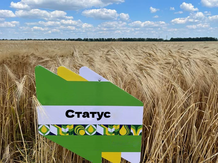 Статус насіння озимого ячменю, дворядний, Перша репродукція, МІП