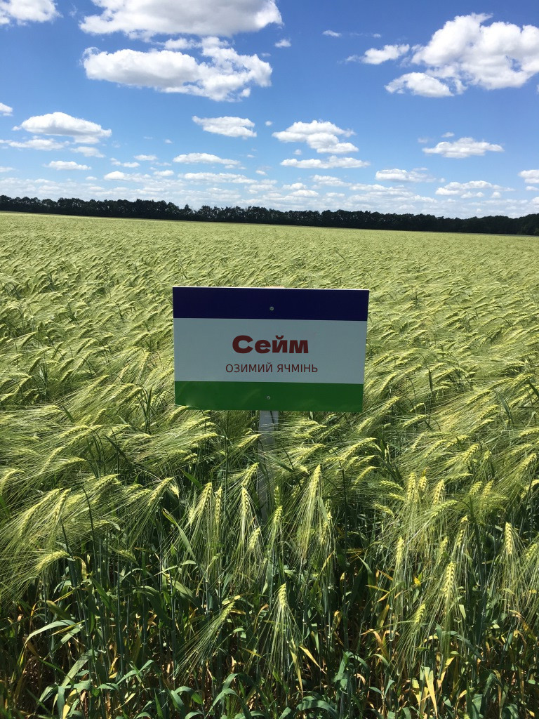 Сейм насіння озимого ячменю, шестирядний, Перша репродукція, Канада