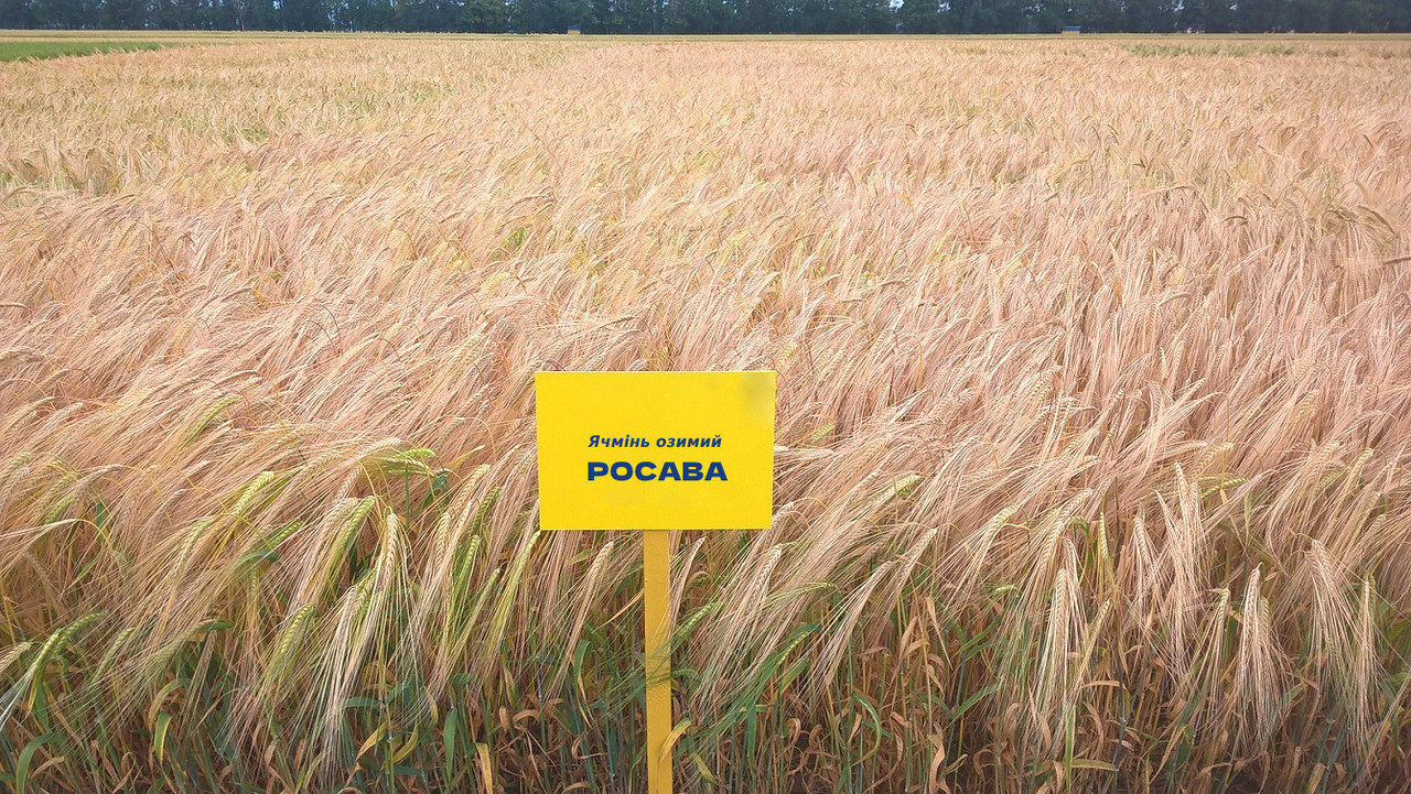 Росава насіння озимого ячменю, дворядний, Перша репродукція, Канада