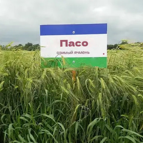 Пасо насіння озимого ячменю, шестирядний, Перша репродукція, Limagrain (Лімагрейн)