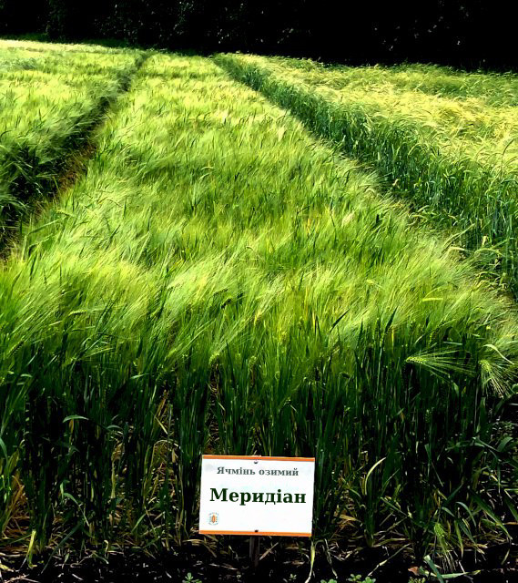 Меридіан насіння озиму ячменю, шестирядний, Перша репродукція, KWS (КВС)