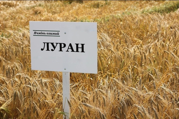 Луран насіння озимового ячменю, шестирядний, Перша репродукція, Selgen