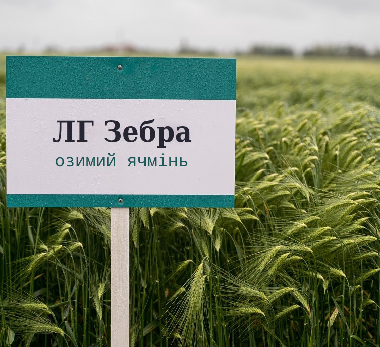 ЛГ Зебра насіння озимого ячменю, шестирядний, Перша репродукція, Limagrain (Лімагрейн)