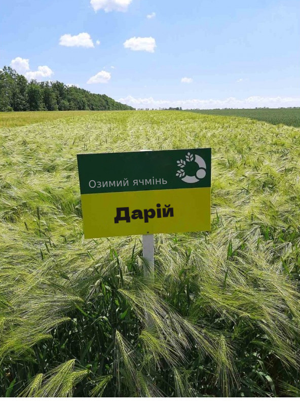 Дарій, насіння озимого ячменю, дворядний, Перша репродукція, МІП