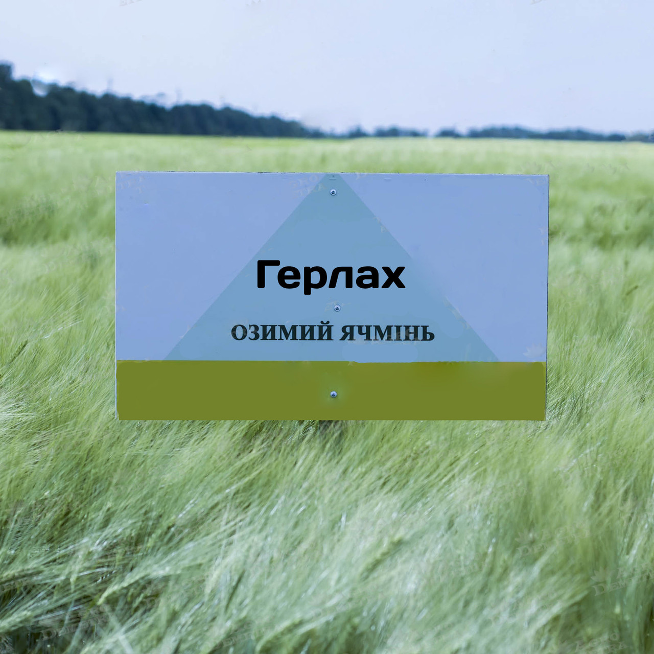 Герлах насіння озимого ячменю, шестирядний, Перша репродукція, Limagrain (Лімагрейн)