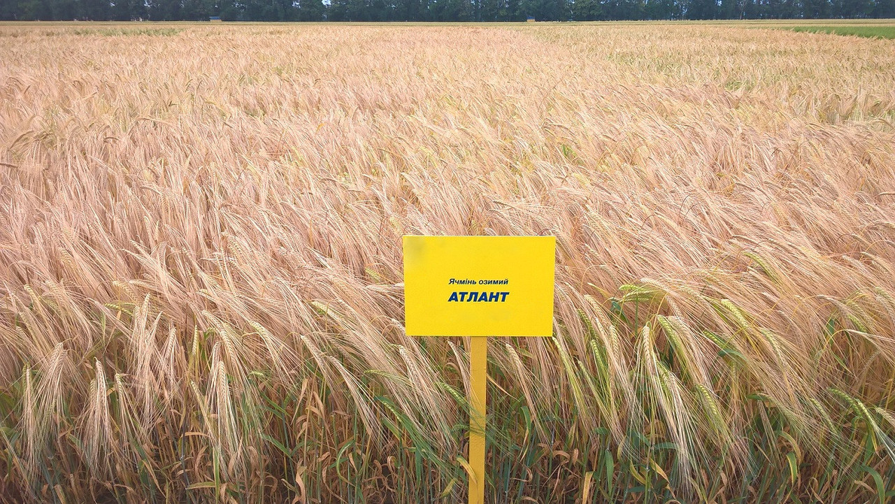 Атлант насіння озимого ячменю, дворядний,Перша репродукція, МІП