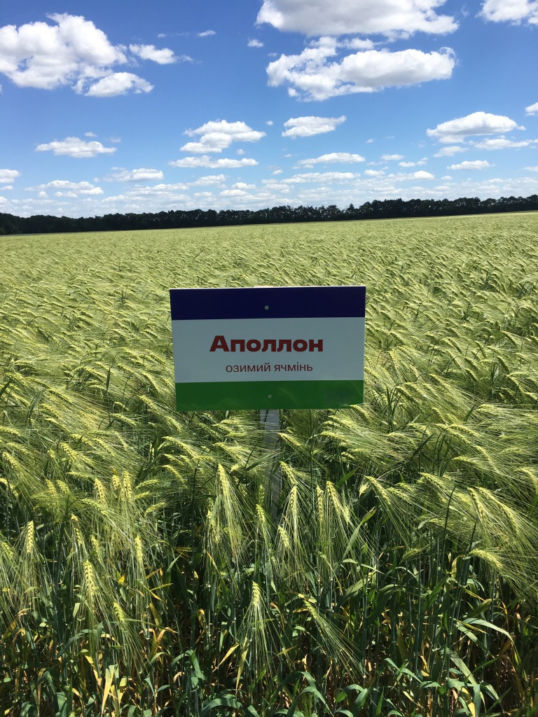 Аполлон насіння озимого ячменю, дворядний, Перша репродукція МІП