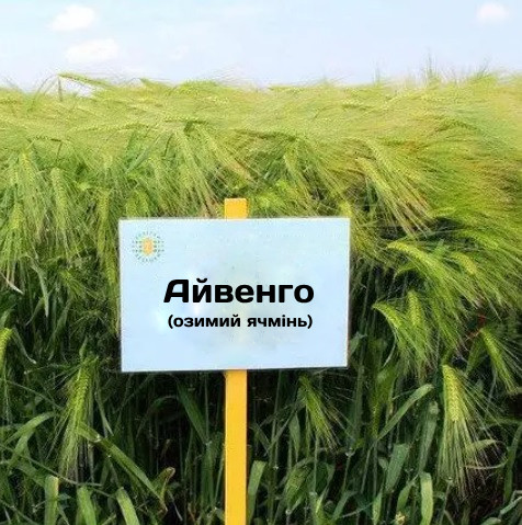 Айвенго насіння озимого ячменю, Перша репродукція