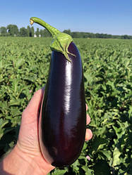 Насіння баклажану Анатолія F1 (Anatolia F1) Rijk Zwaan 1000