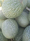 Насіння гарбуза фіголистого фіцефалія 5 шт., фото 5