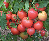 Насіння томату Любомир F1 10 шт, фото 2