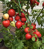 Насіння томату Любомир F1 10 шт, фото 3