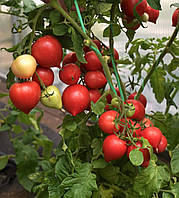 Набір томатів "Стресостійкі та врожайні низькорослі гібриди"