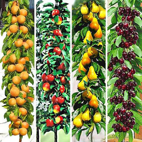 КОМПЛЕКТИ САДЖАНЦІВ КОЛОНОВИДНИХ КУЛЬТУР