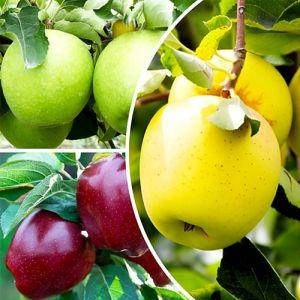 КОМПЛЕКТИ САДЖАНЦІВ ПЛОДОВИХ ДЕРЕВ