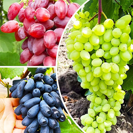 КОМПЛЕКТИ САДЖАНЦІВ ВИНОГРАДА