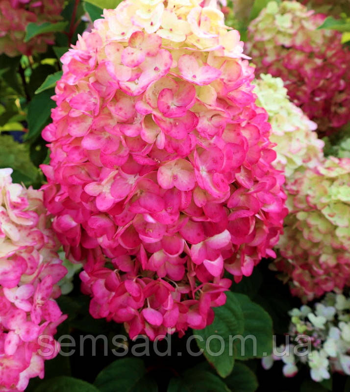 Гортензія волотиста Лівінг Літл Розі \ Hydrangea  Living Little Rosy ( саджанці 2 роки С3л) Супер Новинка