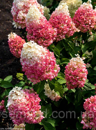 Гортензія волотиста Лівінг Літл Розі \ Hydrangea Living Little Rosy ( саджанці 2 роки С3л) Супер Новинка, фото 3