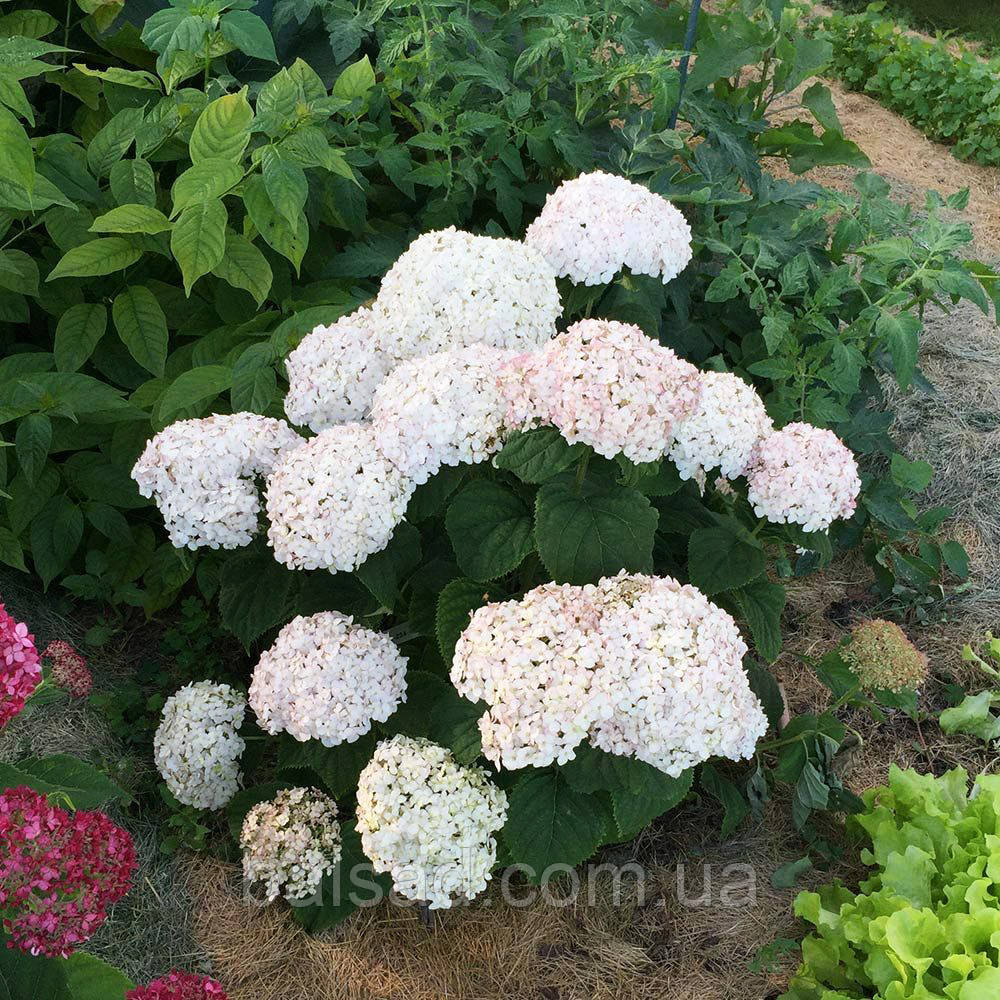 Гортензія деревоподібна Мінібель / Р9 / Hydrangea Minibell
