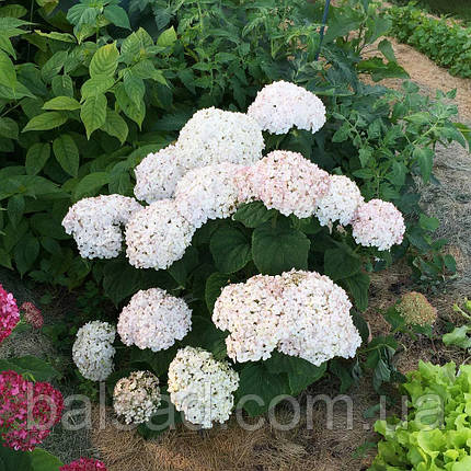 Гортензія деревоподібна Мінібель / Р9 / Hydrangea Minibell, фото 1