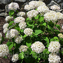 Гортензія деревоподібна Мінібель / Р9 / Hydrangea Minibell, фото 4