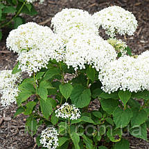 Гортензія деревоподібна Мінібель / Р9 / Hydrangea Minibell, фото 3