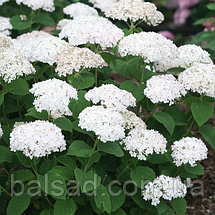Гортензія деревоподібна Мінібель / Р9 / Hydrangea Minibell, фото 5