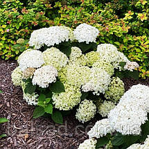 Гортензія деревоподібна Мінібель / Р9 / Hydrangea Minibell, фото 6
