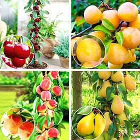 Комплект колоновидних дерев Мультивітамін (вишня Захват, груша Санремі, слива Мірабель, персик Тотем Садівника))