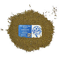 Насіння білої гірчиці