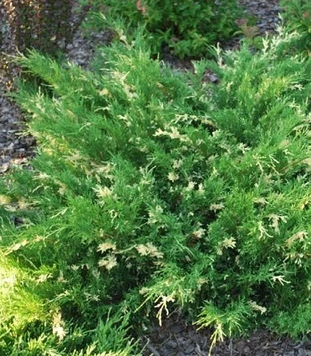 Ялівець китайський "Izabelin"С2