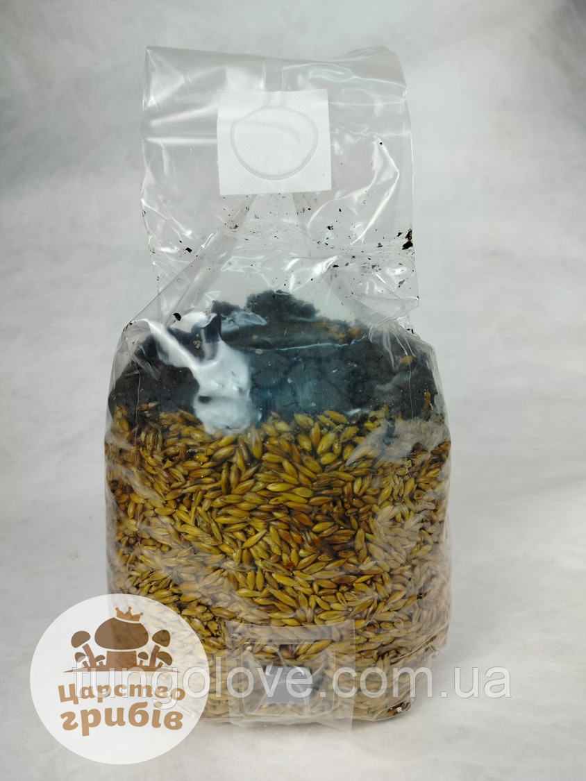 Субстрат стерилізований, нелущені зерна вівса, 1,5 кг + торф, фото 1