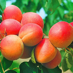 Саджанці абрикоса сорт Німфа