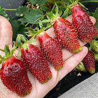 Рассада клубники Мускатная (FRAGARIA MOSCHATA) - средняя, урожайная, транспортабельная