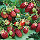Розсада полуниці Мускатна (FRAGARIA MOSCHATA) - середня, урожайна, транспортабельна, фото 3