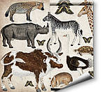 Фотошпалери для дитячої кімнати Тварини Африки, фото 4